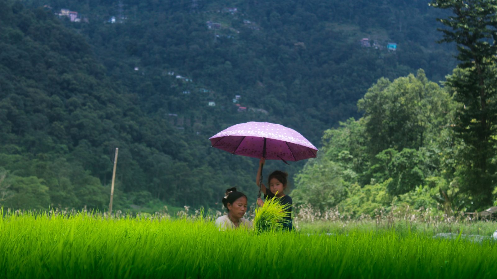 A woman transplanting rice seedlings while a child holds an umbrella over her