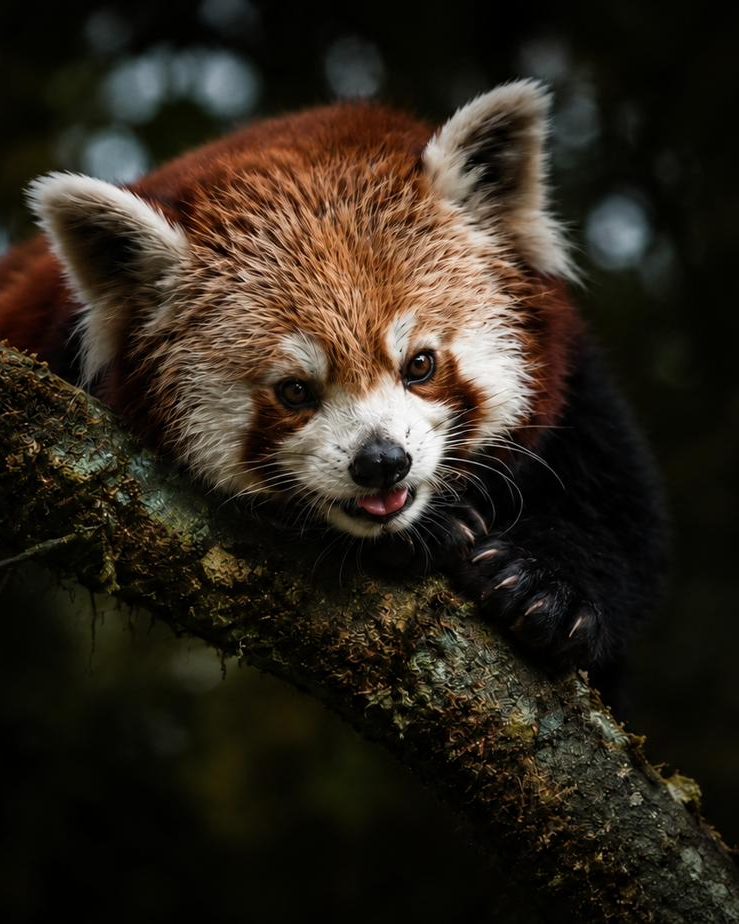 A red panda resting along a mossy branch in Himalayan forest
